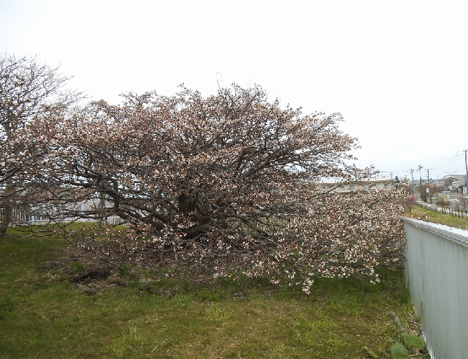日本一遅咲きの桜2024
