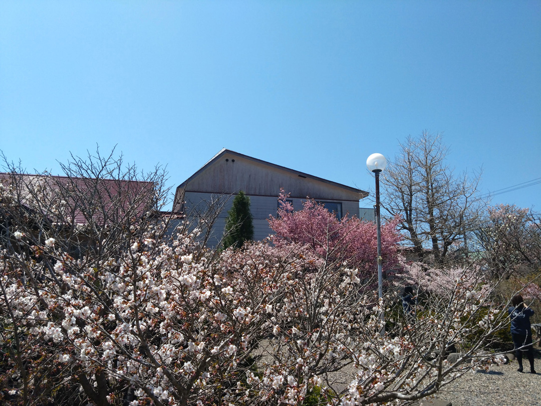 日本一遅咲きの桜2025