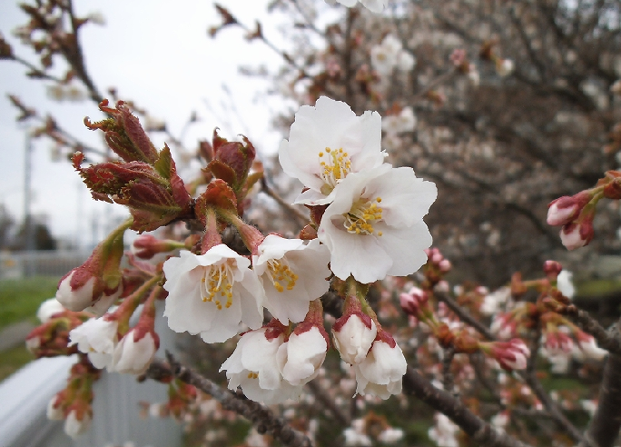 日本一遅咲きの桜2024