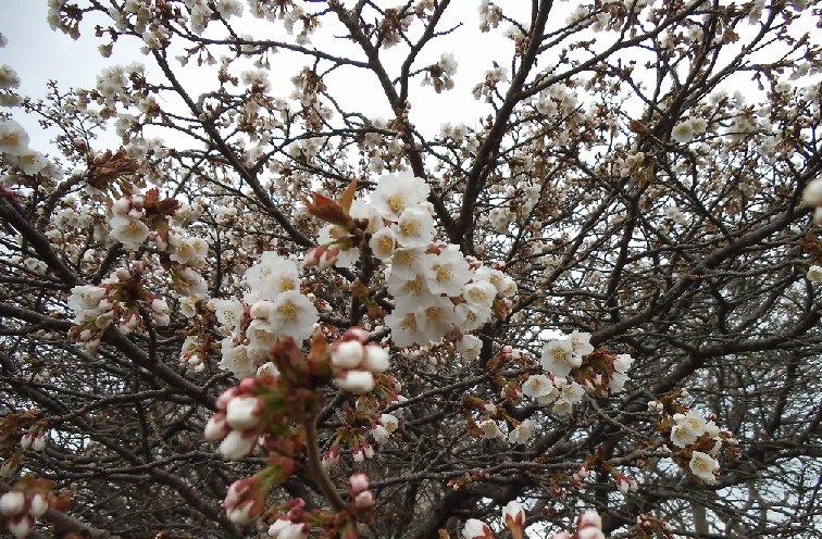 日本一遅咲きの桜2024