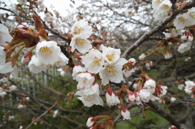 日本一遅咲きの桜2024
