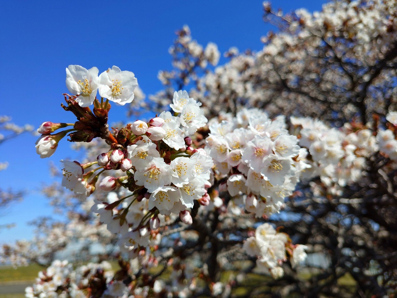 日本一遅咲きの桜2026