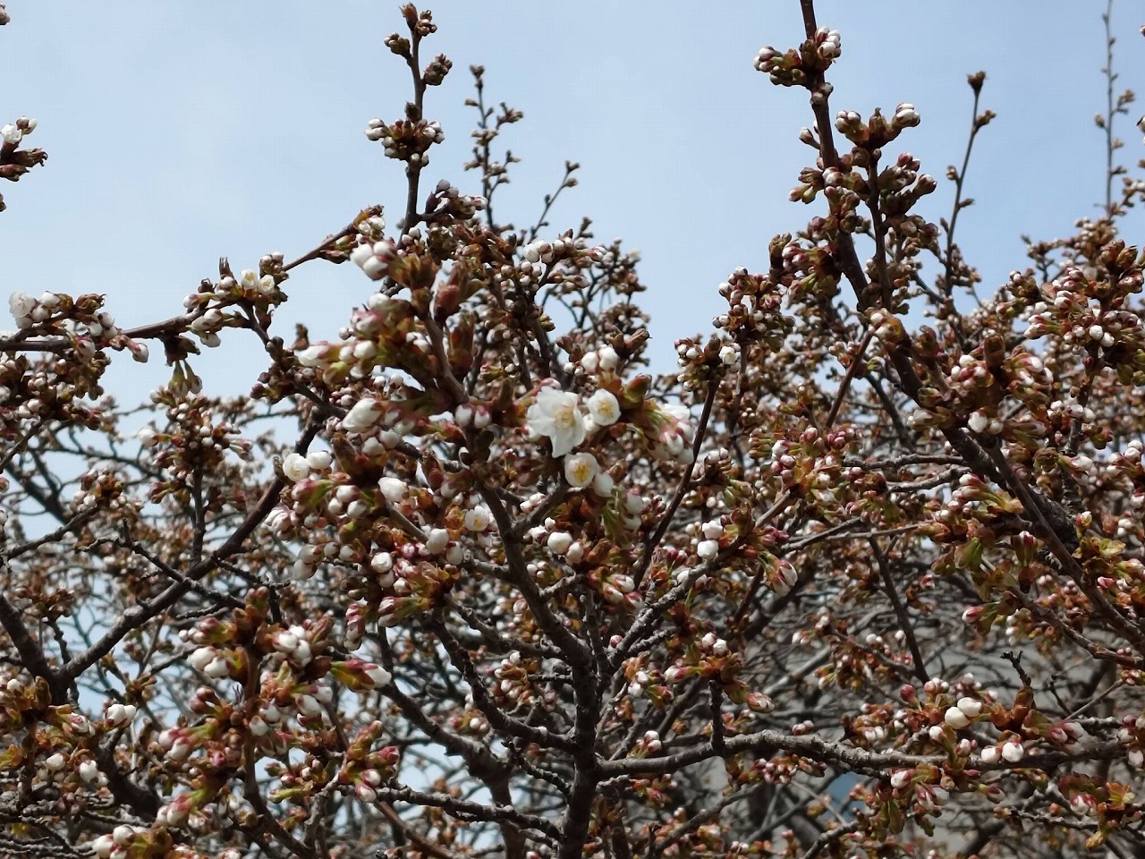 日本一遅咲きの桜2026