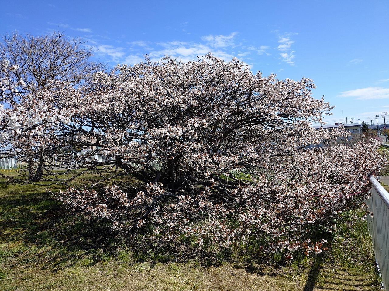 日本一遅咲きの桜2026