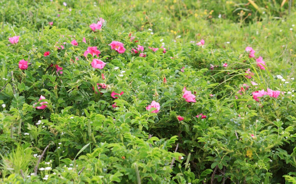北方原生花園_ハマナス群落
