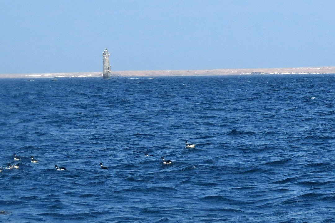 本土最東端パノラマ・クルーズ-北方領土貝殻島灯台とコクガン
