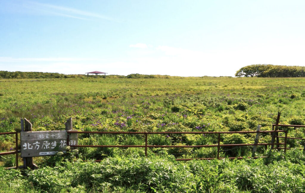 北方原生花園
