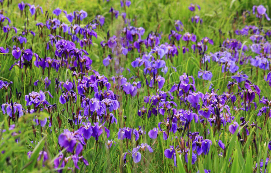 北方原生花園_ヒオウギアヤメ群落