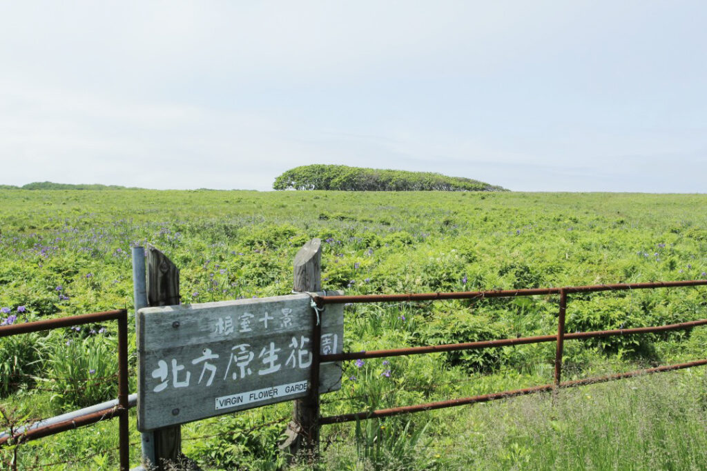 北方原生花園