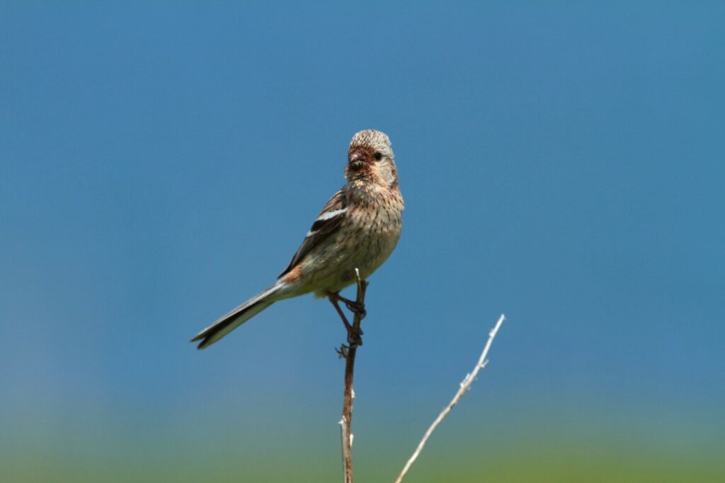 ベニマシコ_野鳥