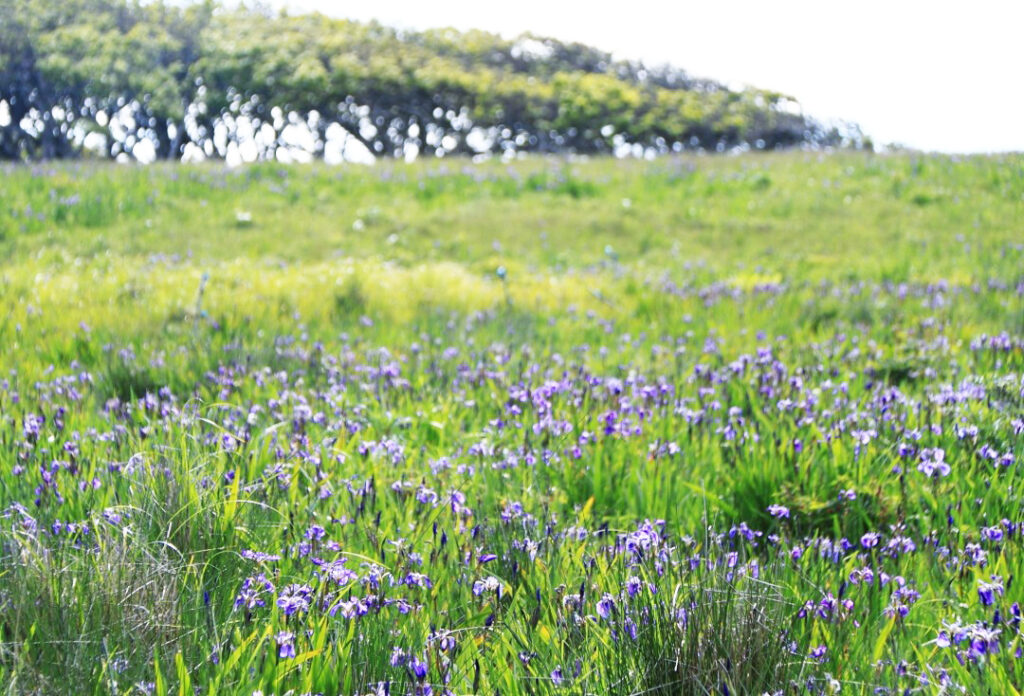 北方原生花園_ヒオウギアヤメ