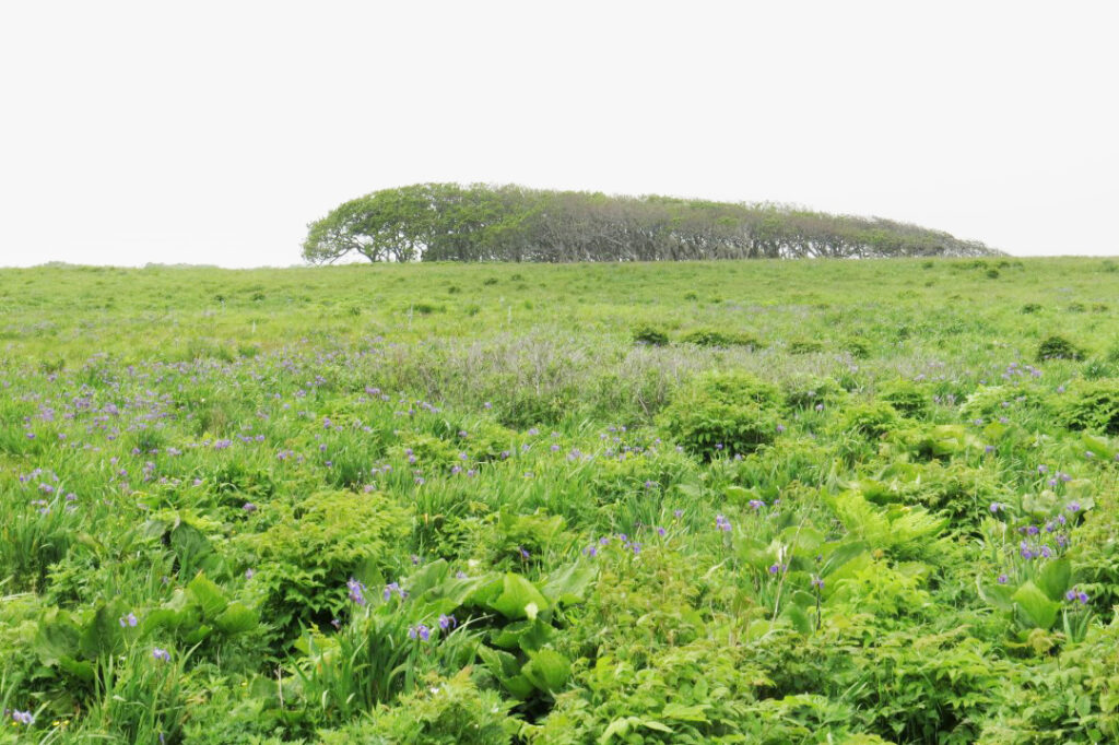 北方原生花園_風衝林